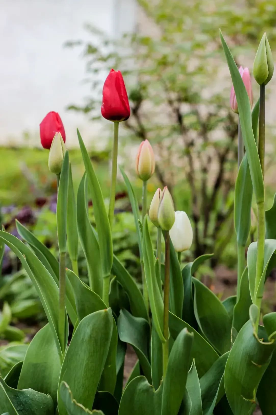 Maple Grove Gardens 14